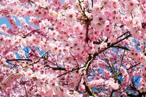 Cherry Trees in Blossom Festival